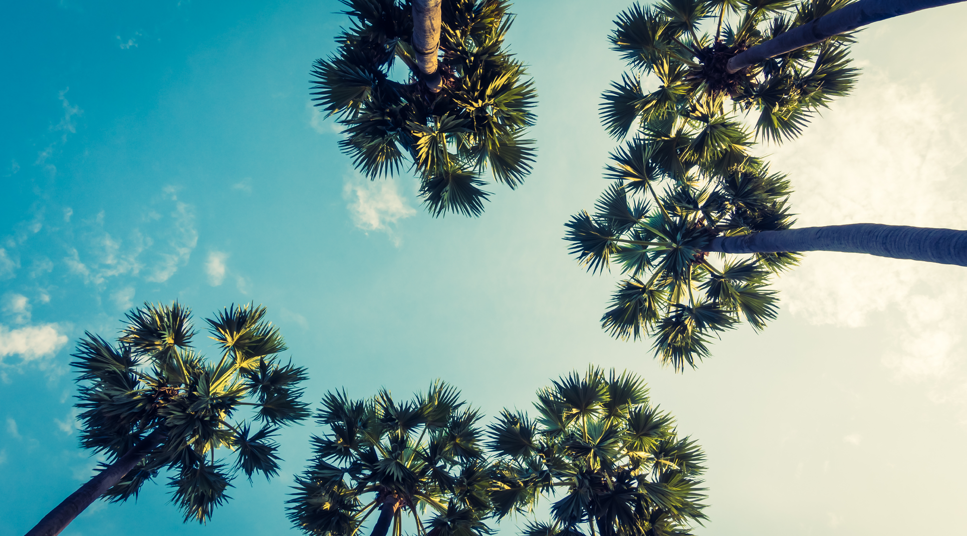 Southern California palms